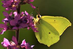 Gonepteryx Rhamni Macro Yellow