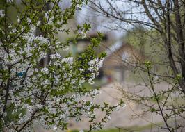 Tree Nature Plant