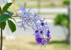 Petrea Queen'S Wreath Flower