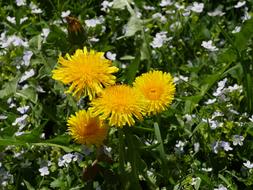 Dandelion Flower Nature