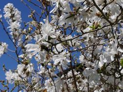 Magnolia Tree Spring