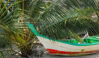Coconut Palm Shade Boat