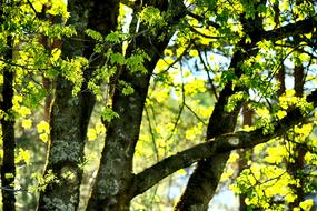 Tree Leaf Wood