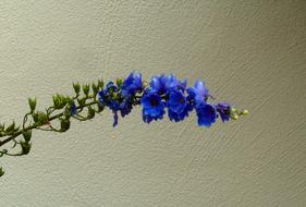 Blossom Bloom Flower