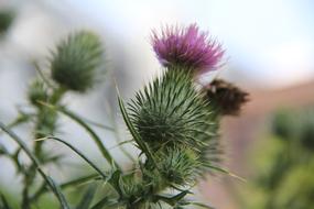 Flowers Spines Summer
