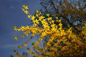 Gold Lilac Forsythia Branches