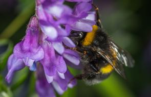 Nature Flower Plant No
