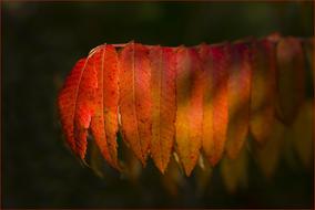 No Person Desktop Background Color