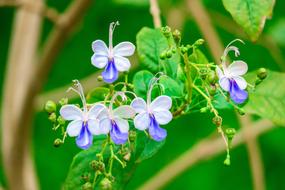 Nature Leaf Flower