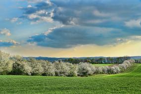 Nature Panorama Cherry Trees