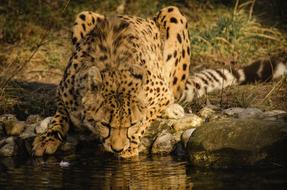 Animal World Nature Mammal