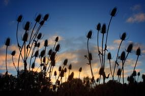 Field Plant Carding Thistles
