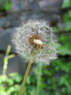 Dandelion Nature Plant