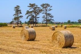 Hay Agriculture Straw