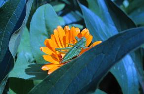 Nature Leaf Flower