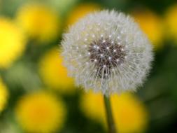 Dandelion Down Yellow