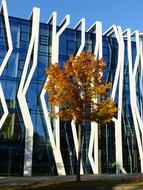 Tree Contrast Nature