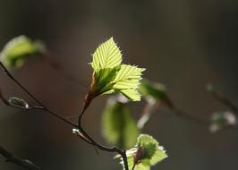 Leaf Plant Nature