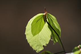 Leaf Nature Plant