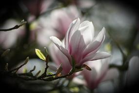 Flower Plant Nature