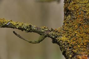 Nature Macro Tree