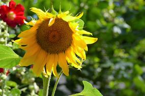 Sunflower Summer Nature