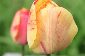 Tulips Tulip Flowers