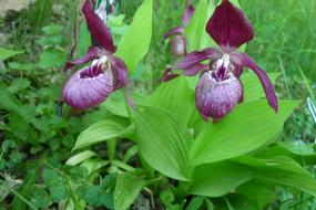 Frauenschuh Orchid Flower