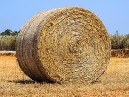 Straw Hay Agriculture