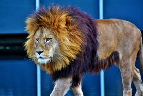 Lion Big Cat Predator Lion'S