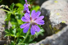 Purple Flowers Decorative macro blur garden