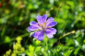 Purple Flowers Decorative Flower