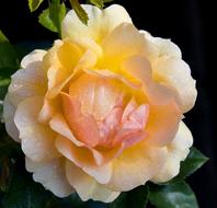 Rose Plant Flower