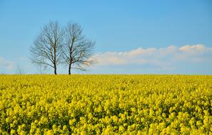 Field Of Rapeseeds Oilseed Rape