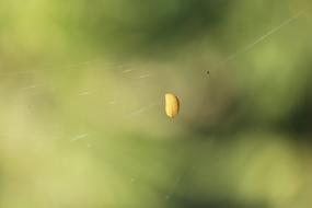 Nature Blur Leaf