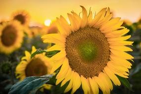 Sunflower Sun Nature