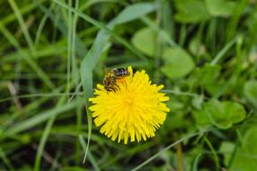 Bee Macro Flower