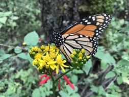 Nature Outdoors Insect