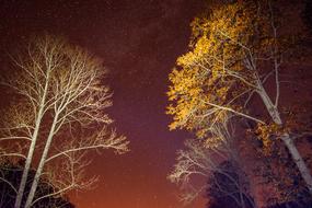 Night Trees Stars