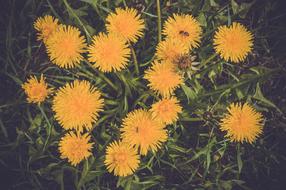 Flowers Of The Field Mother And