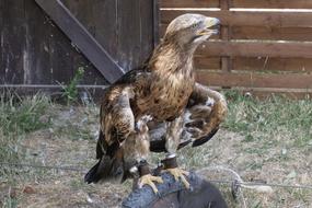 Wild Bird Raptor Of Prey