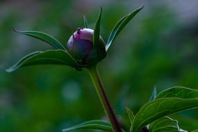 Peony Paeonia Ants