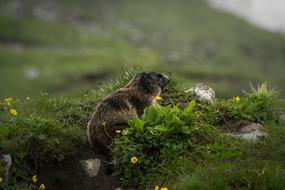 Nature Grass Animal World