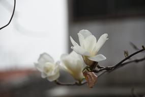 Magnolia White