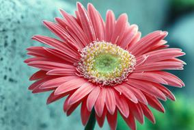 Flower Nature Petal