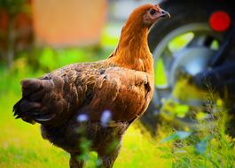 big chicken in the grass