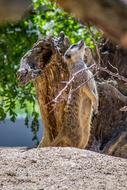 Nature Animal World