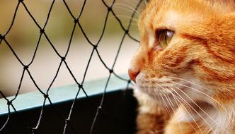 cat staring into the fence