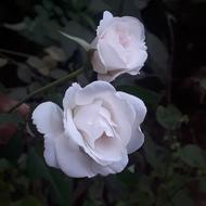 Flower Rose Petal