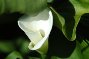 Leaf Flora Nature